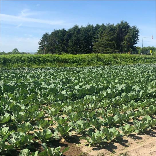 気温が上がると野菜たちの成長も早く次から次へと収穫の時期が来ます